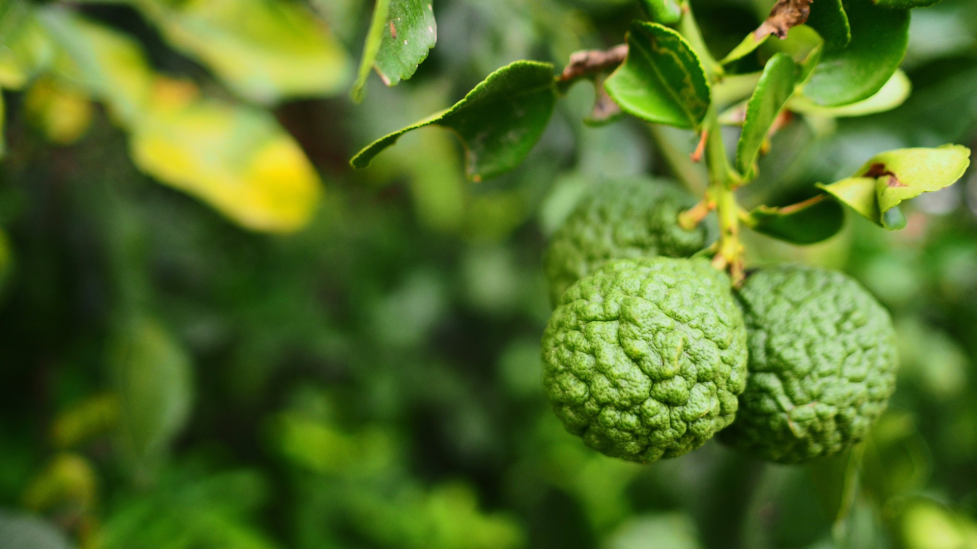 bergamot-6097147_1920.jpg